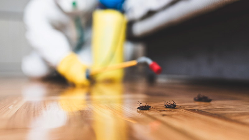 best pest control in abu dhabi