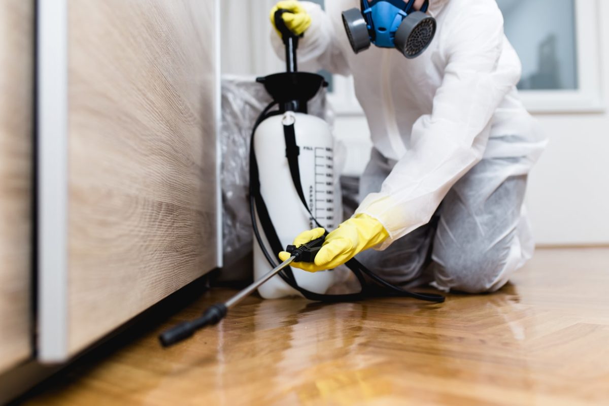 Pest Control Services in Abu Dhabi