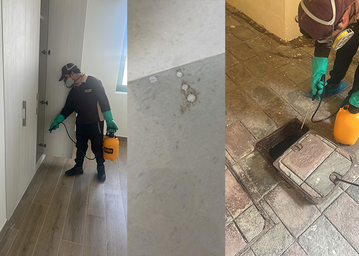 Ants Control Abu Dhabi