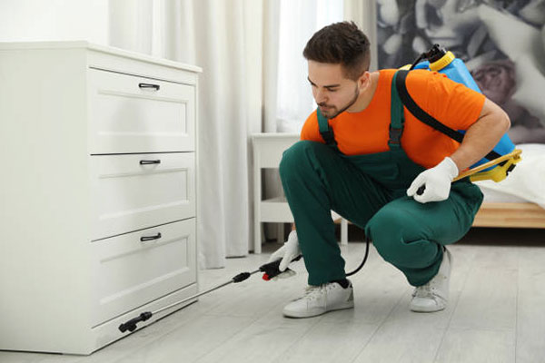 Termite control Abu Dhabi