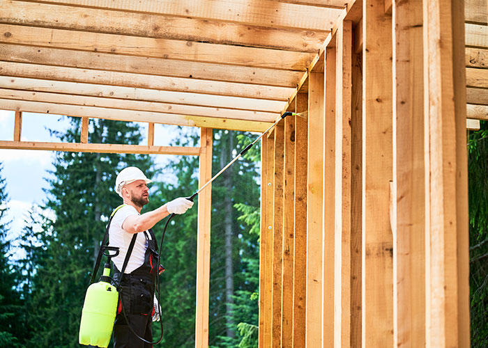 termite treatment experts Abu Dhabi