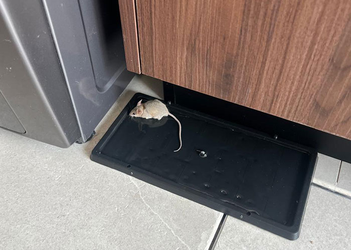 Rat Control Abu Dhabi UAE