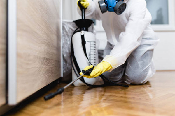 termite treatment experts Abu Dhabi