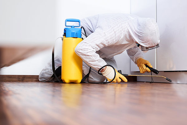 Pest control mussafah