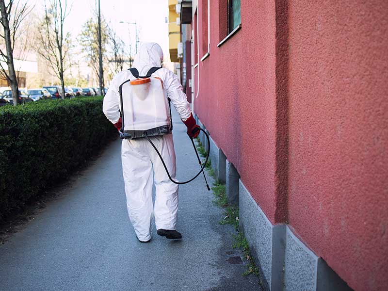 Pest control control in khalifa city