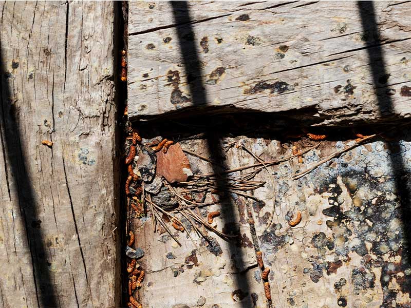 Pest control control in khalifa city