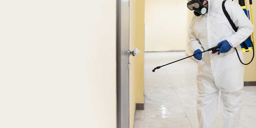 Termite control Abu Dhabi